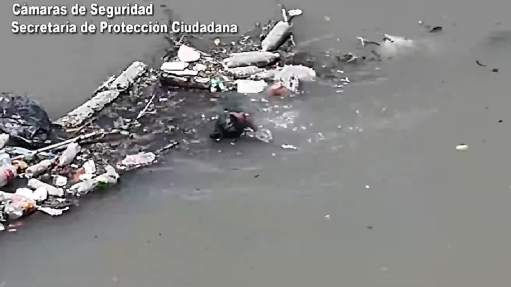 Tigre, video, mujer, río, arroyo, Troncos del Talar
