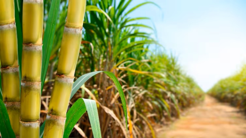 Tucumán, caña de azúcar, zafra
