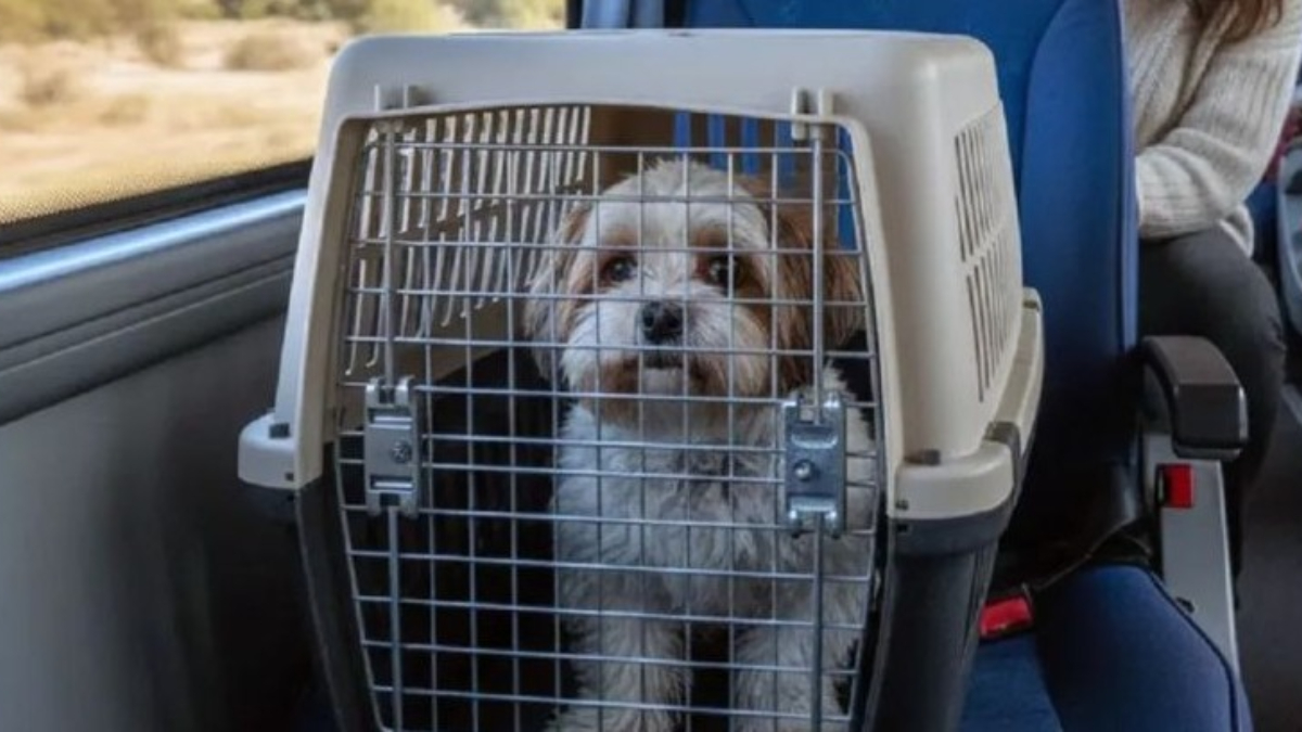 El pasaje para llevar mascotas en tren hasta Mar del Plata cuesta $ 77.500 y hay un tope de animales por vagón.