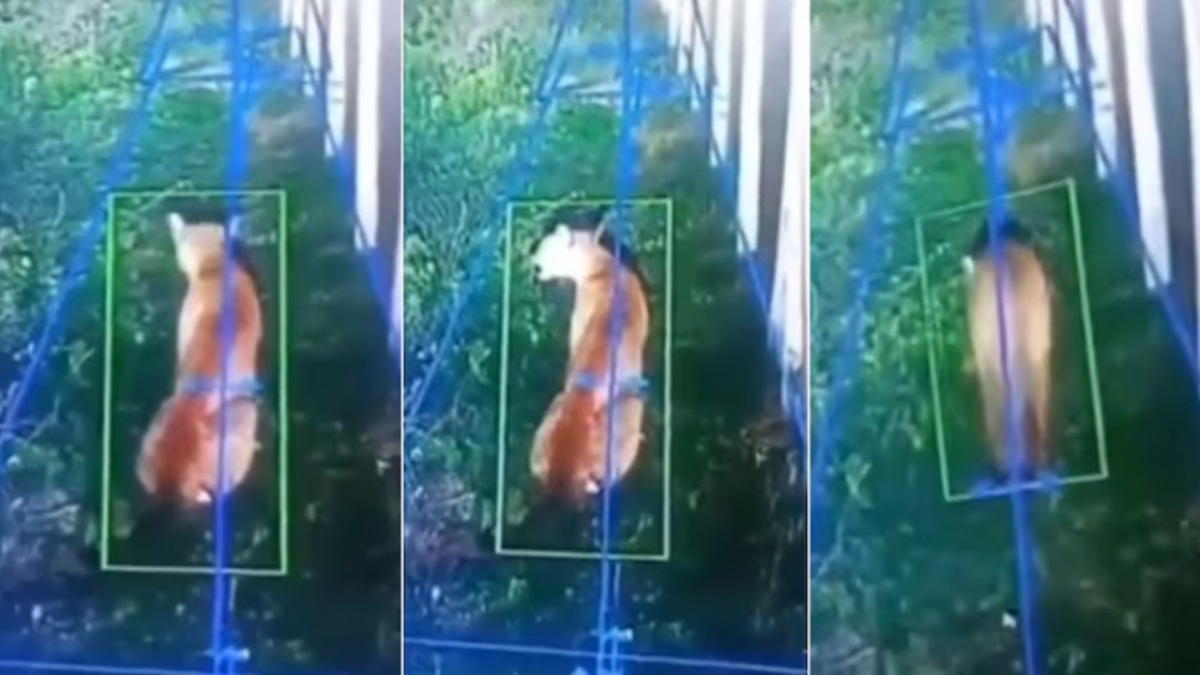 El puma avistado en Hudson, Berazategui, sería un ejemplar joven que está empezando a salir a marcar su territorio.