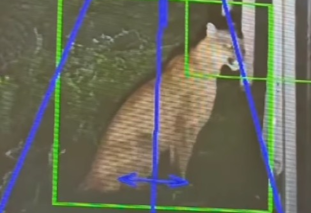 El puma avistado en Hudson, Berazategui, sería un ejemplar joven que está empezando a salir a marcar su territorio.