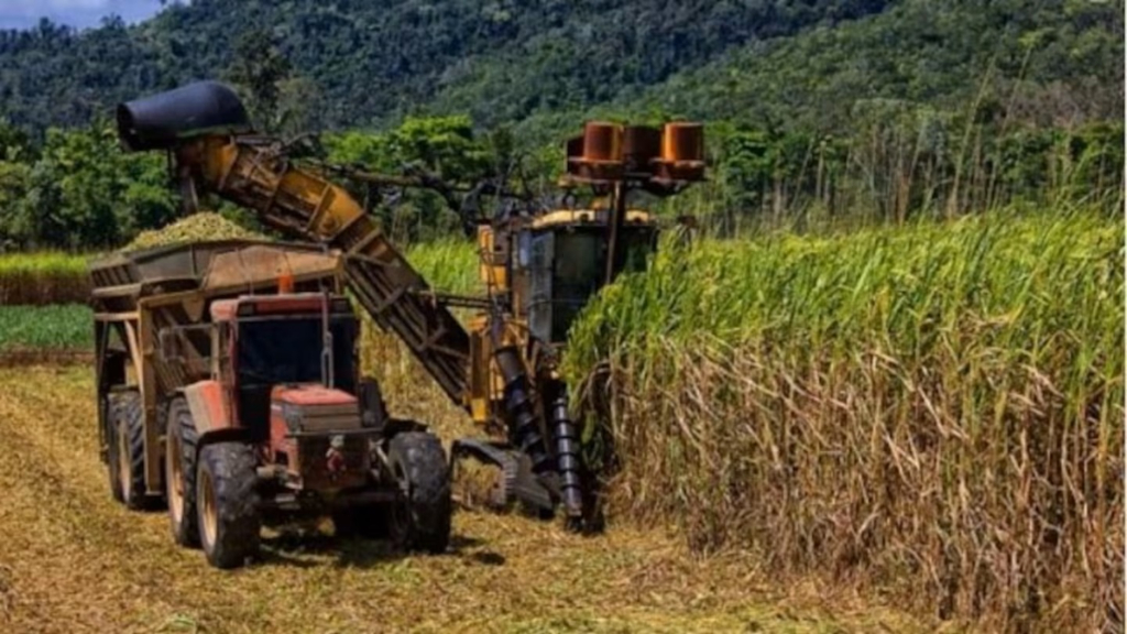 Tucumán, caña de azúcar, zafra