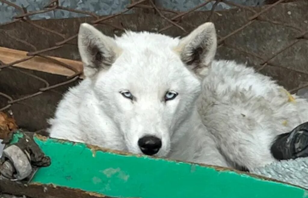Florencio Varela, dealer paraguaya, lobo blanco