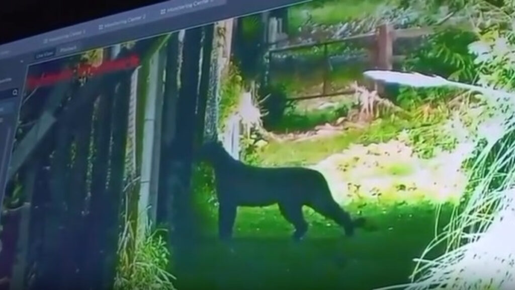 El puma que apareció en el barrio El Cazador de Escobar estás en buen estado de salud, según las autoridades.