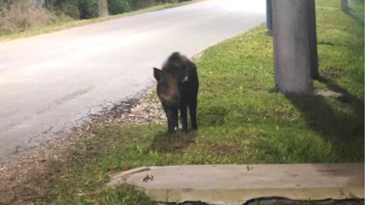 El jabalí fue visto en Belén de Escobar, cerca del Centro de Zoonosis municipal. Las autoridades se mantienen en alerta.