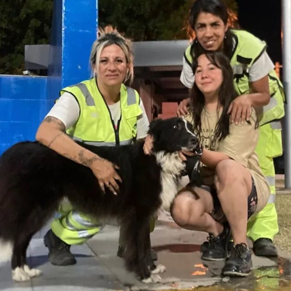 Rescataditos del sol: un grupo de empleados de AUSOL que rescata animales perdidos en la autopista Panamericana.