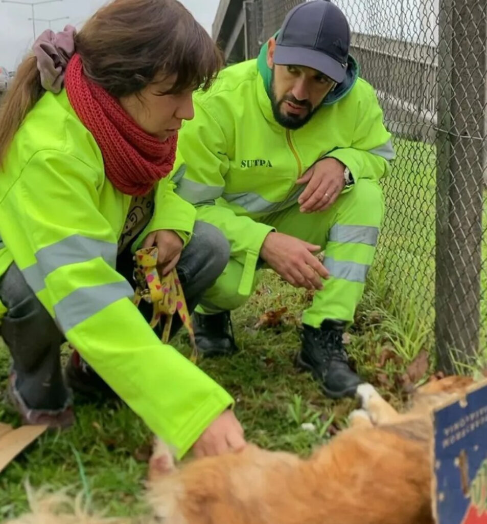 Rescataditos del sol: un grupo de empleados de AUSOL que rescata animales perdidos en la autopista Panamericana.