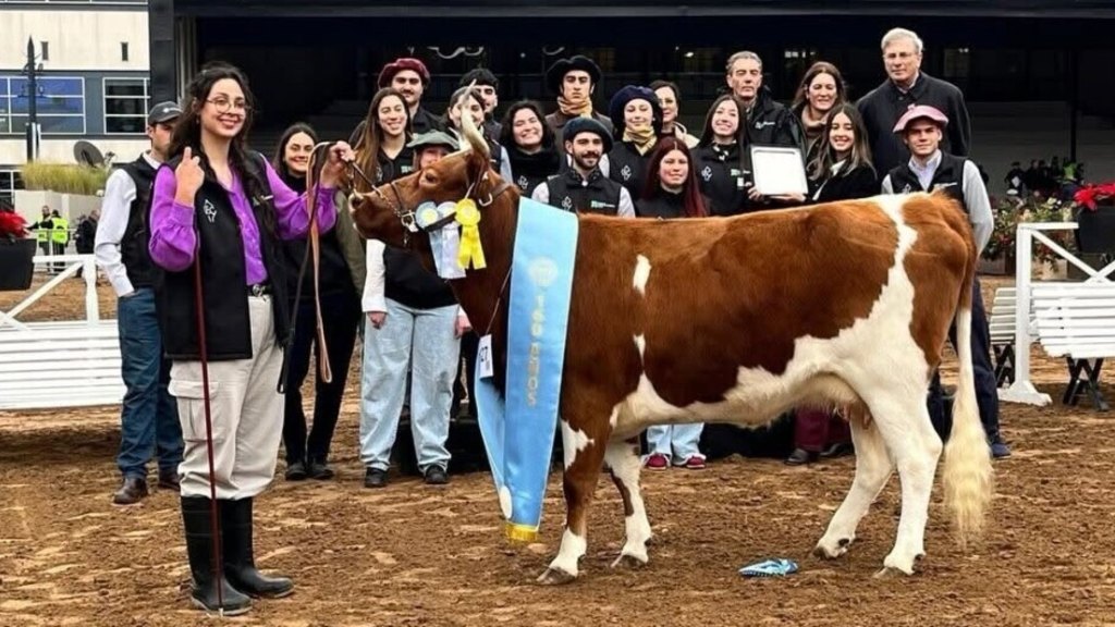 Yoli, la vaca de Lomas de Zamora que fue campeona en La Rural.