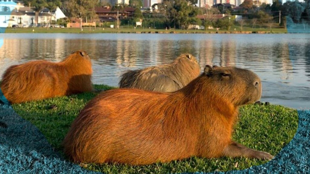 Tigre, Nordelta, impacto ambiental
