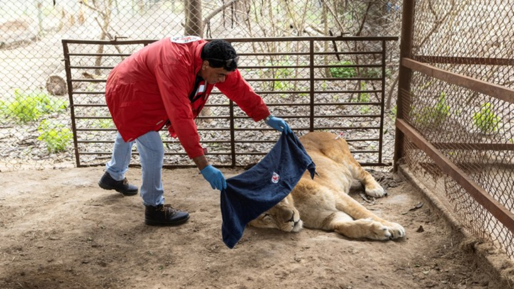Trasladan 30 leones y tigres del ex Zoológico de Luján a Sudáfrica y Estados Unidos.