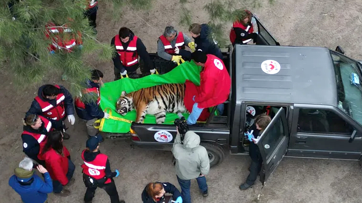 Trasladan 30 leones y tigres del ex Zoológico de Luján a Sudáfrica y Estados Unidos.