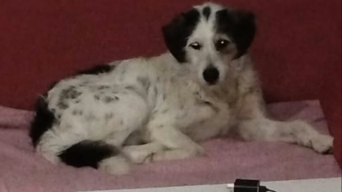 Perro, Monte Grande, crimen