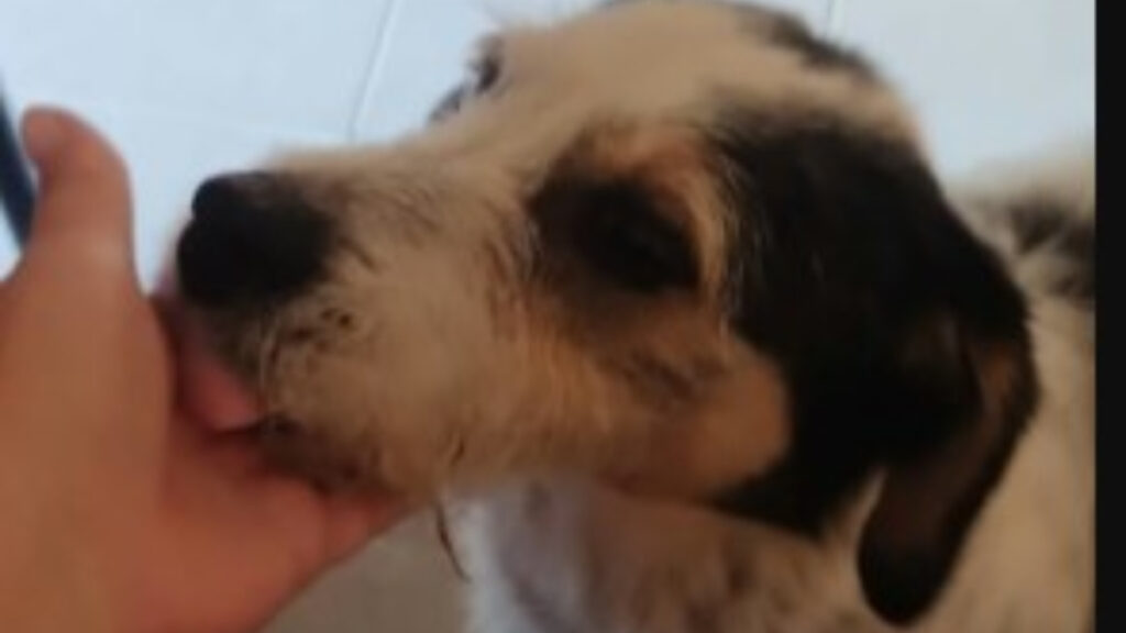 Arnold, perro, Monte Grande