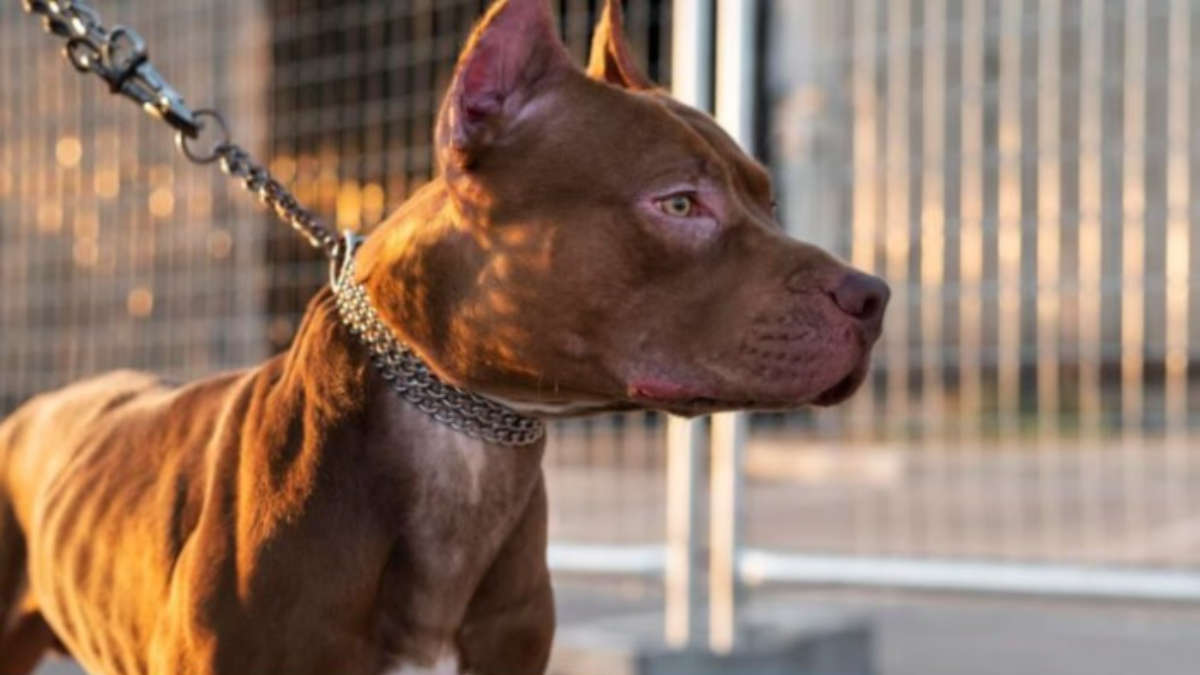 Moreno, Francisco Álvarez, pitbull